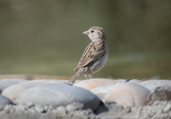 sparrow on the beach