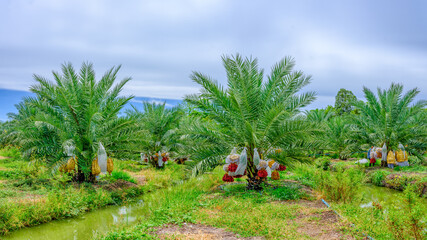 date fruits palm tree plantation with irrigation canel in Thailand