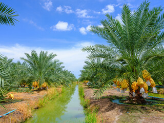 date fruits palm tree plantation with irrigation canel in Thailand