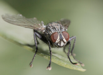 close up of a fly