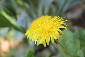 一輪のタンポポ
