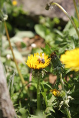 タンポポとミツバチ

