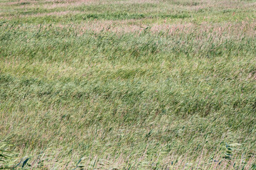 Green meadow with grass. Spring or summer green grass background