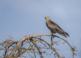 red tailed hawk