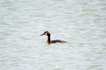The waterfowl bird Great Crested Grebe swimming in the calm lake