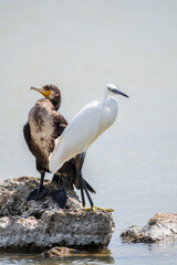 Small white heron, or Little egret, Egretta garzetta, and Great cormorant, Phalacrocorax carbo, sitting on a cliff and looking for fish in shallow water