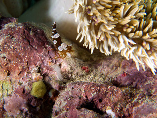 A close up view of a Squat shrimp also known as Sexy shrimp Boracay Island Philippines