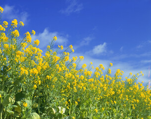 菜の花