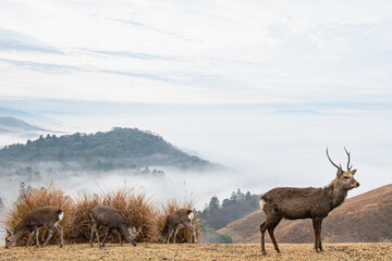 霧がかった山と奈良の鹿 / Misty mountains and deer