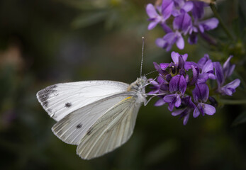 butterfly on a flower
