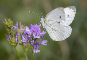 white butterfly on a flower