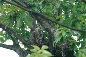 japanese sparrow hawk on a branch