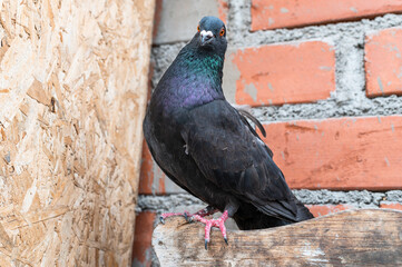 Funny pigeon that looks like it's talking