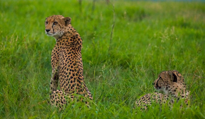 Cheetah (Acinonyx jubatus) is an interesting member of the feline family and is known for its fast running.