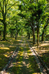Fototapeta premium 夏の散歩道