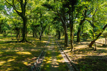 Fototapeta premium 夏の散歩道