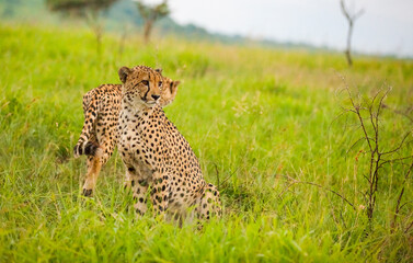 These cheetahs (Acinonyx jubatus) in South Africa's Sungulwane park are looking for prey