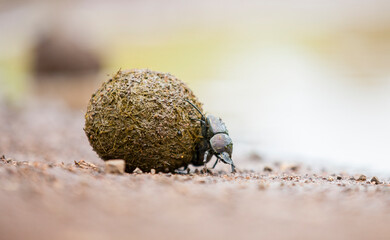 It is possible to encounter scarabs, which are an important part of African wildlife, in all national parks. - obrazy, fototapety, plakaty