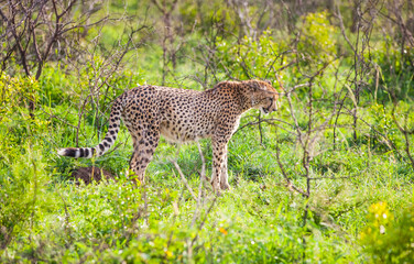 Cheetah (Acinonyx jubatus) is an interesting member of the feline family and is known for its fast running.