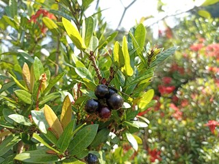 Ashoka flower seeds in the garden. The flower of Ashoka tree is the state flower of Indian state.