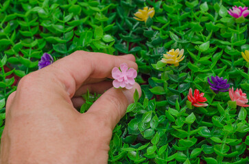 flower in a man's hand