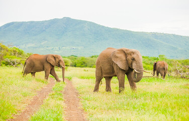 Fototapeta na wymiar Elephants living in the wild African savannahs are very emotional and eat green all day long.
