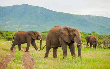 Elephants living in the wild African savannahs are very emotional and eat green all day long.