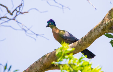 The purple-crested turaco (Tauraco porphyreolophus) is a species of bird in the Musophagidae family. It is the National Bird of the Kingdom of Swaziland.