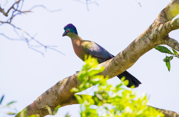 The purple-crested turaco (Tauraco porphyreolophus) is a species of bird in the Musophagidae family. It is the National Bird of the Kingdom of Swaziland.