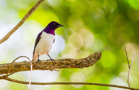 Violet-backed starling (Cinnyricinclus leucogaster) is a relatively small type of starling in the Sturnidae family. It is the only member of the genus Cinnyricinclus. İs is an African bird.