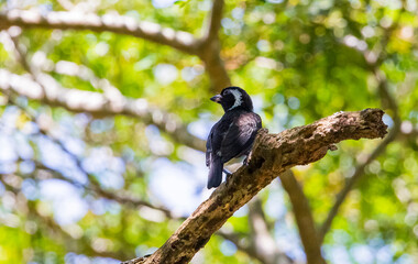 The white-eared barbet (Stactolaema leucotis) is a species of bird in the family Lybiidae (African barbets). It is found in Kenya, Malawi, Mozambique, South Africa, Swaziland, Tanzania, and Zimbabwe.