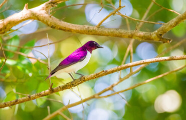 Obraz premium Violet-backed starling (Cinnyricinclus leucogaster) is a relatively small type of starling in the Sturnidae family. It is the only member of the genus Cinnyricinclus. İs is an African bird.