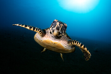 Hawksbill Sea Turtle - Eretmochelys imbricata swims along the seabed. Sea life of Tulamben, Bali, Indonesia.