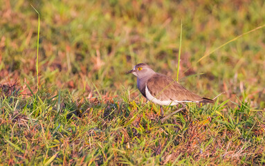 Obraz premium Senegal lapwing (Vanellus lugubris) is a resident African bird.