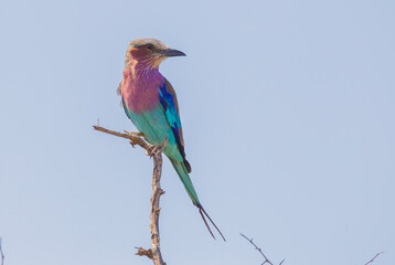 Fototapeta premium Lilac-breasted roles (Coracias caudatus) is a bird family belonging to the team. It is located in sub-Saharan Africa and wooded savanna areas in the southern part of the Arabian Peninsula.