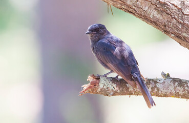 Southern black flycatcher (Melaenornis pammelaina) is a small road bird native to the open and light forest areas of east and south Africa.