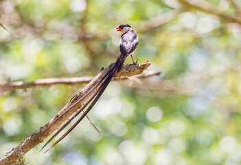 Pin-tailed whydah (Vidua macroura) is a breeding bird that lives in most of Africa in the south of the Sahara Desert.