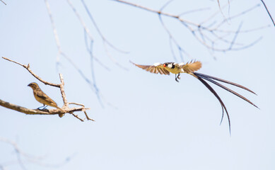 Pin-tailed whydah (Vidua macroura) is a breeding bird that lives in most of Africa in the south of the Sahara Desert.