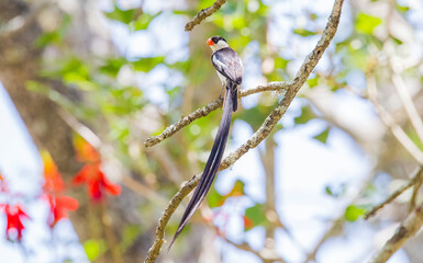 Pin-tailed whydah (Vidua macroura) is a breeding bird that lives in most of Africa in the south of the Sahara Desert.