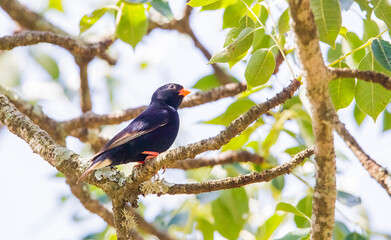 The village indigobird or steelblue widowfinch (Vidua chalybeata) is a small songbird. İt is live in Africa.