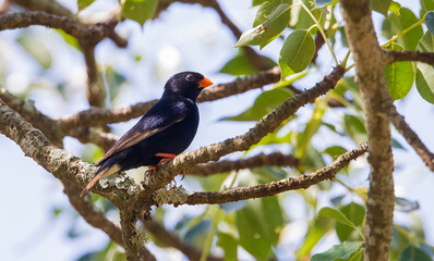 The village indigobird or steelblue widowfinch (Vidua chalybeata) is a small songbird. İt is live in Africa.