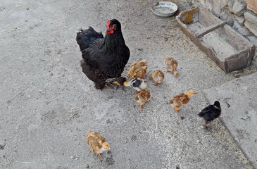 black hen and  chickens