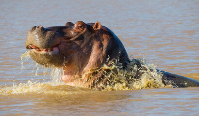 There are many hippos in the lake St. Lucia in South Africa. This hippo in Sungulwane park was very...