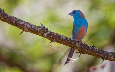 Fototapeta premium Blue waxbill (Uraeginthus angolensis) is a common cough finch found in South Africa