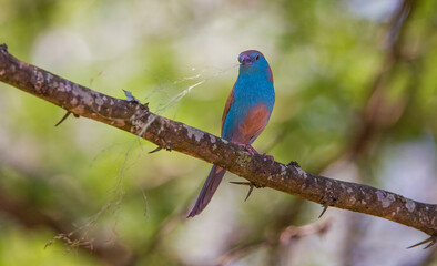 Blue waxbill (Uraeginthus angolensis) is a common cough finch found in South Africa