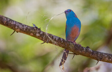 Blue waxbill (Uraeginthus angolensis) is a common cough finch found in South Africa