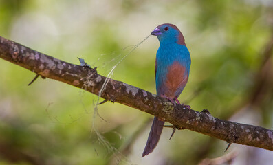 Blue waxbill (Uraeginthus angolensis) is a common cough finch found in South Africa