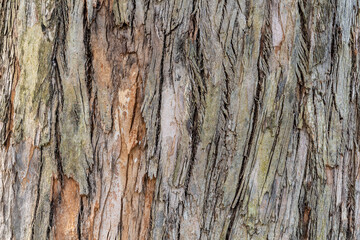 Detail of the bark of a Eucalyptus tree.