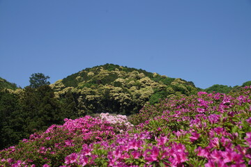 三室戸寺のツツジ