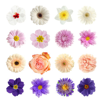 Set with different beautiful flowers on white background